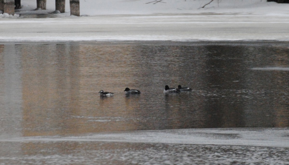 Long-tailed Duck - Tom Ziebell