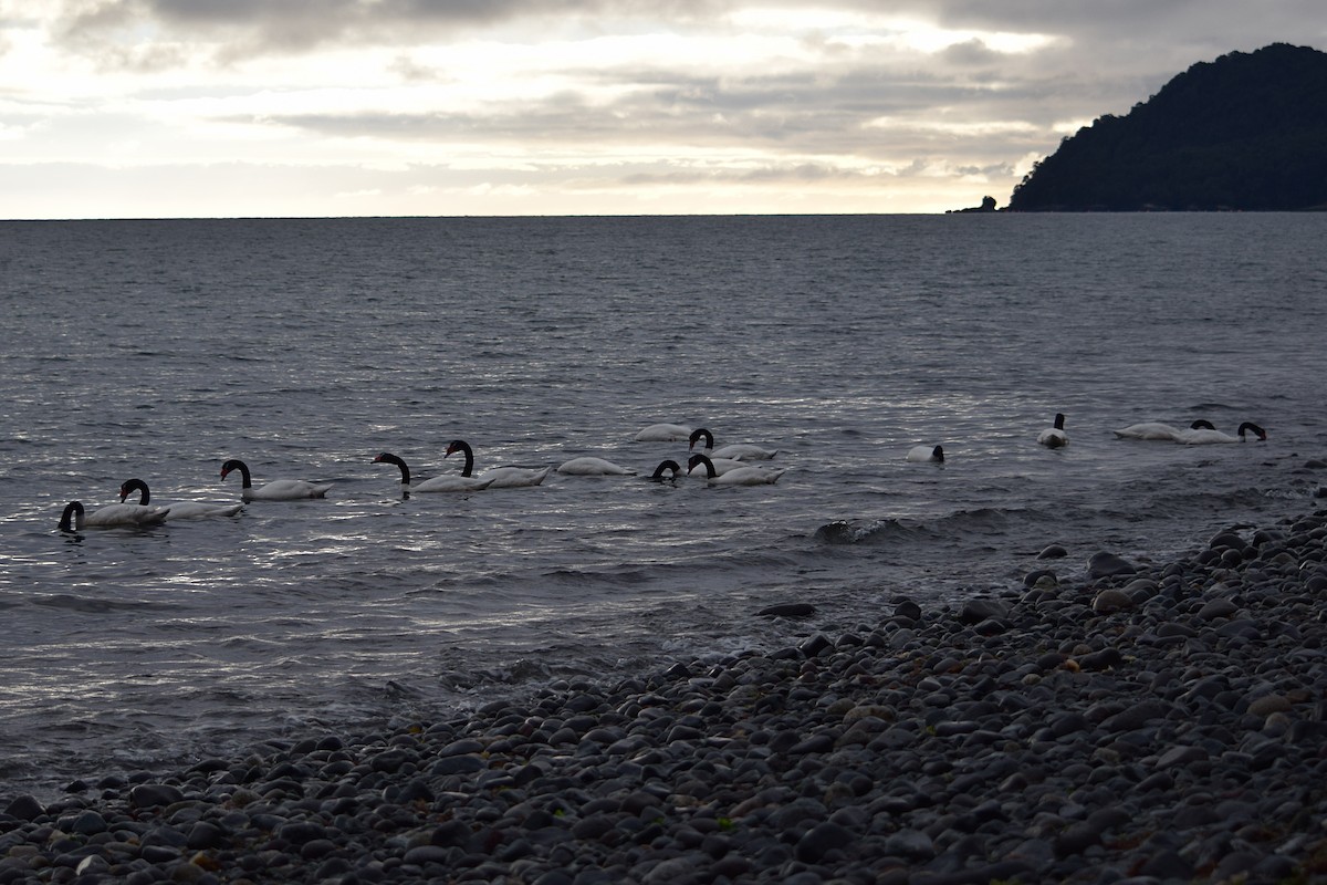 Black-necked Swan - ML359397611