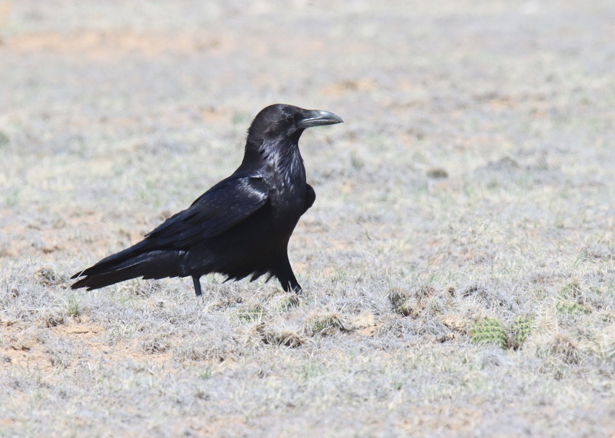 Common Raven - ML359398751