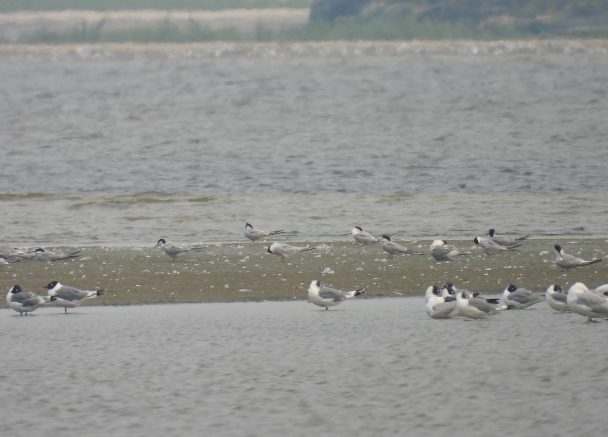 Common Tern - ML359399561