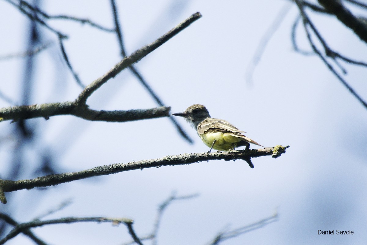 Great Crested Flycatcher - ML359401941