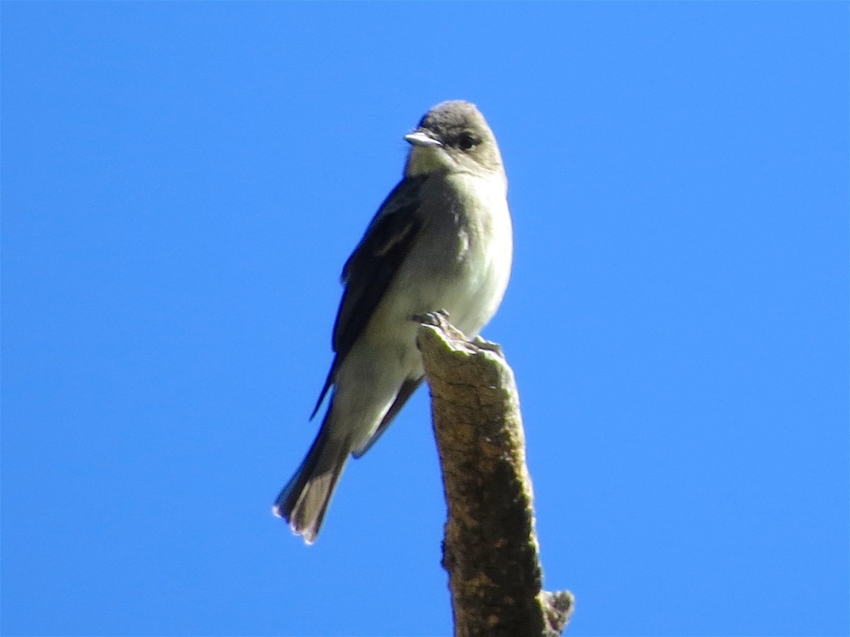 Western Wood-Pewee - ML35940201