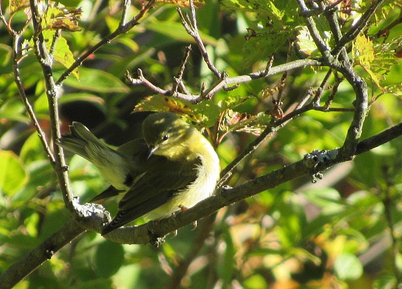 Tennessee Warbler - ML35940221