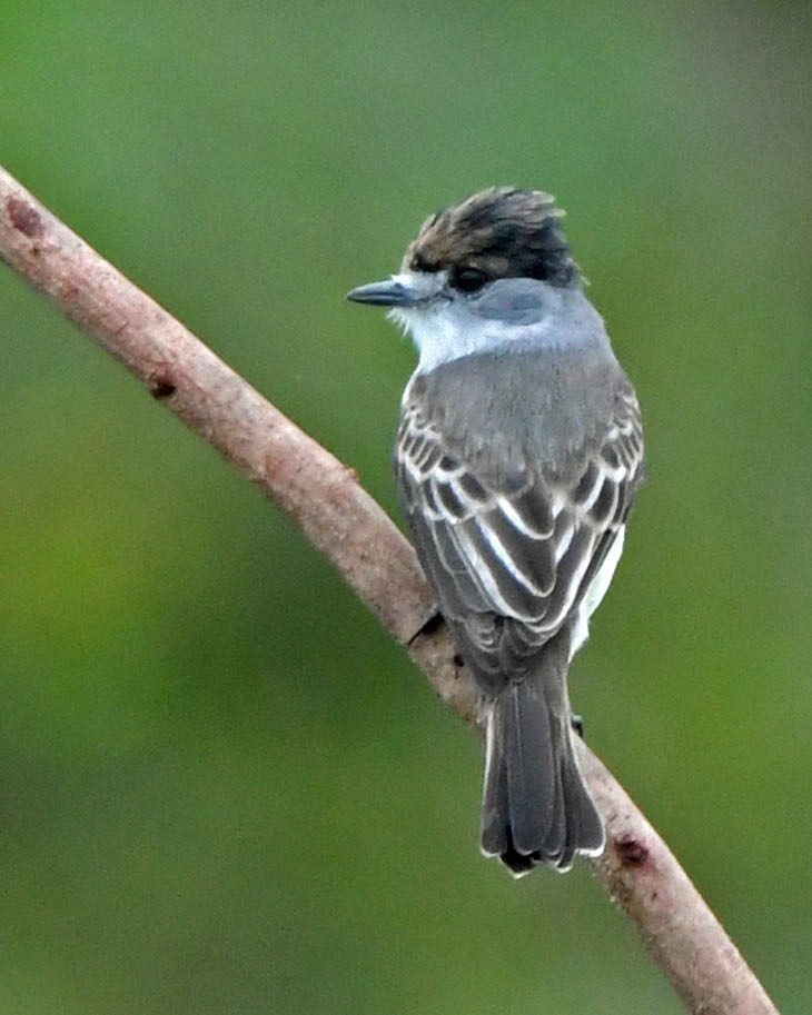 White-naped Xenopsaris - ML359403041