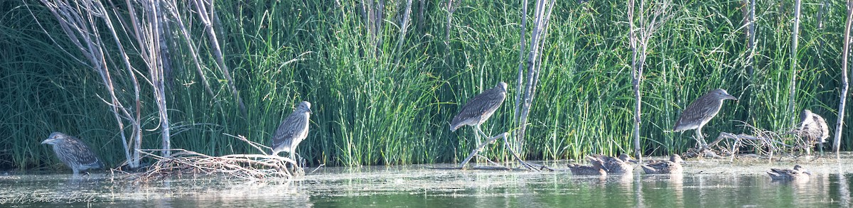 Black-crowned Night Heron - ML359403141