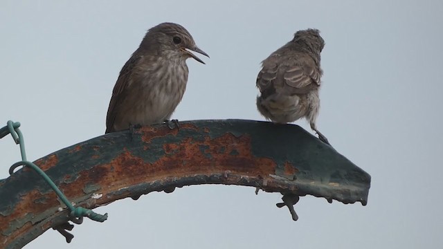 Spotted Flycatcher - ML359406351