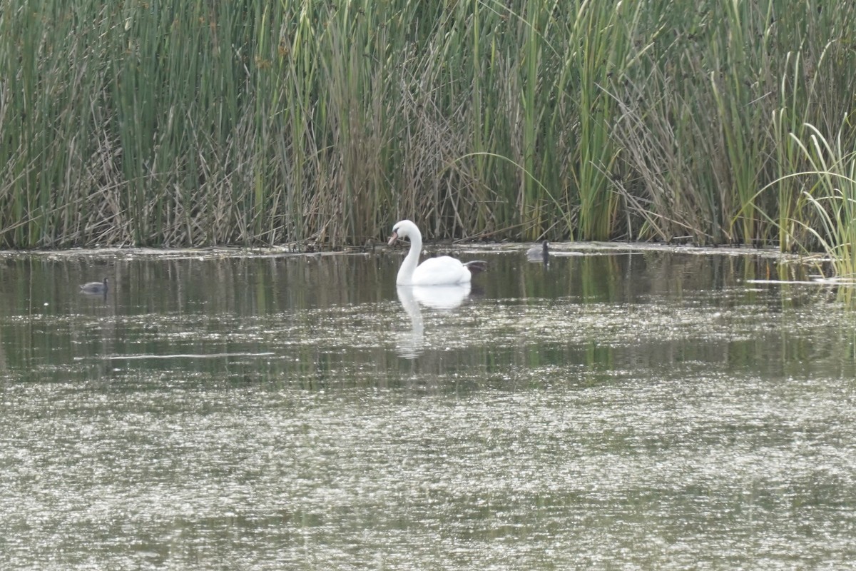 Mute Swan - ML359410271