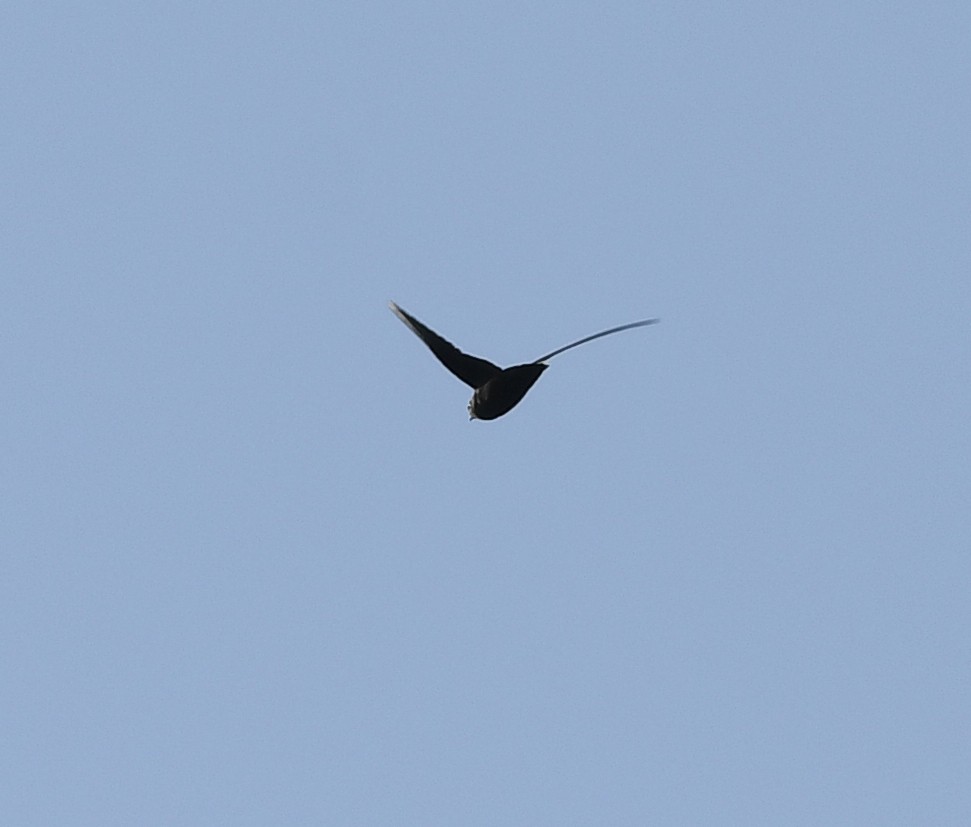 Black Swift - ML359410601