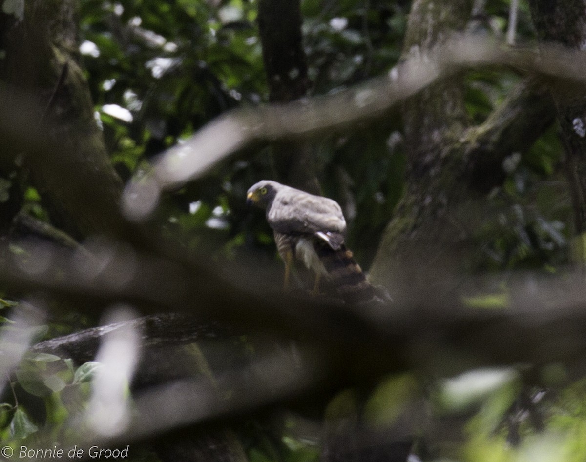 Roadside Hawk - ML359411711