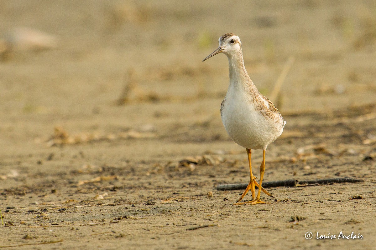 Wilson's Phalarope - ML359412481