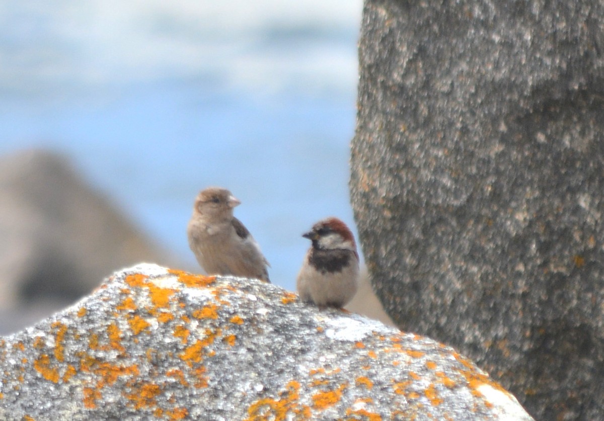 House Sparrow - ML359413031