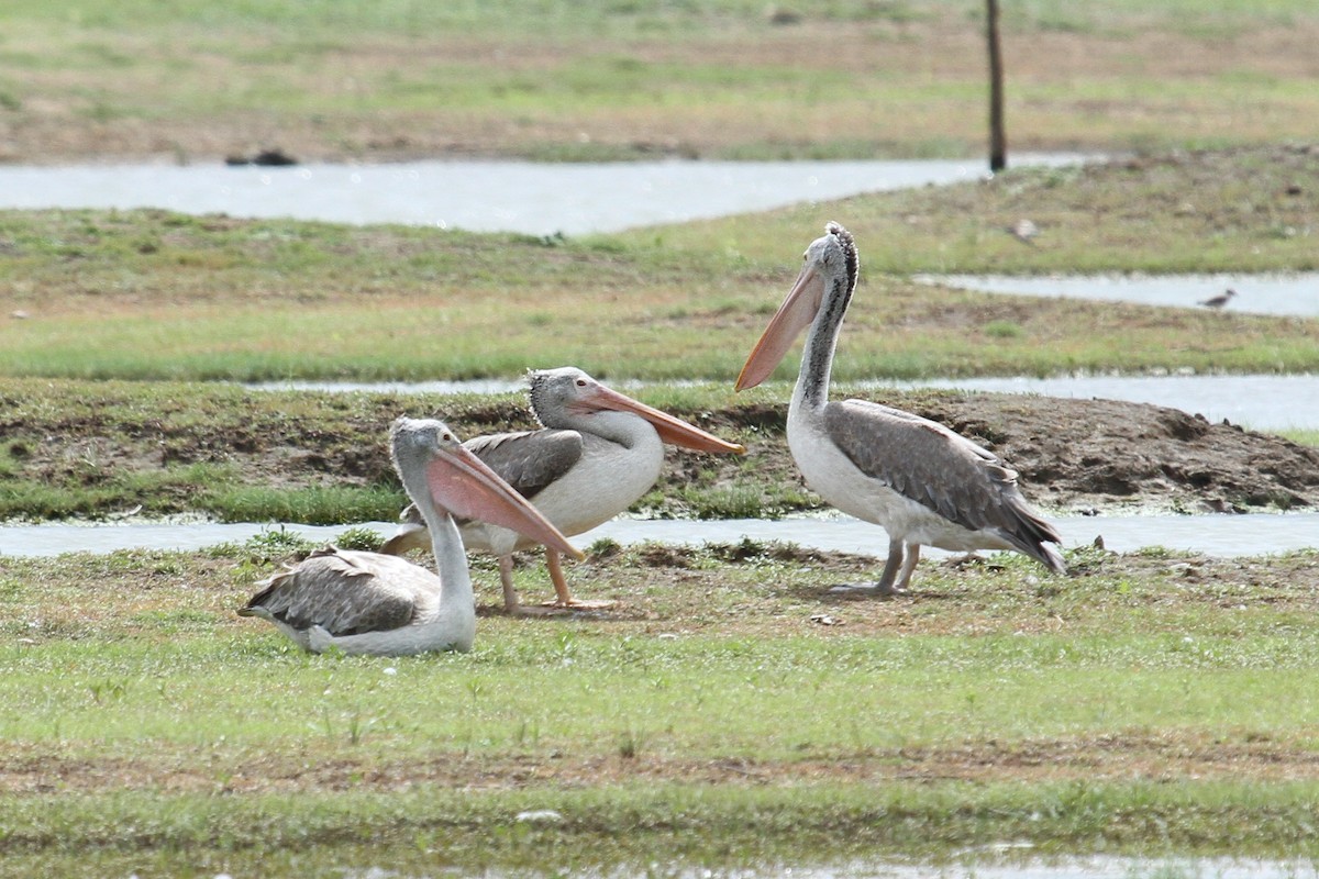 Spot-billed Pelican - ML35941321