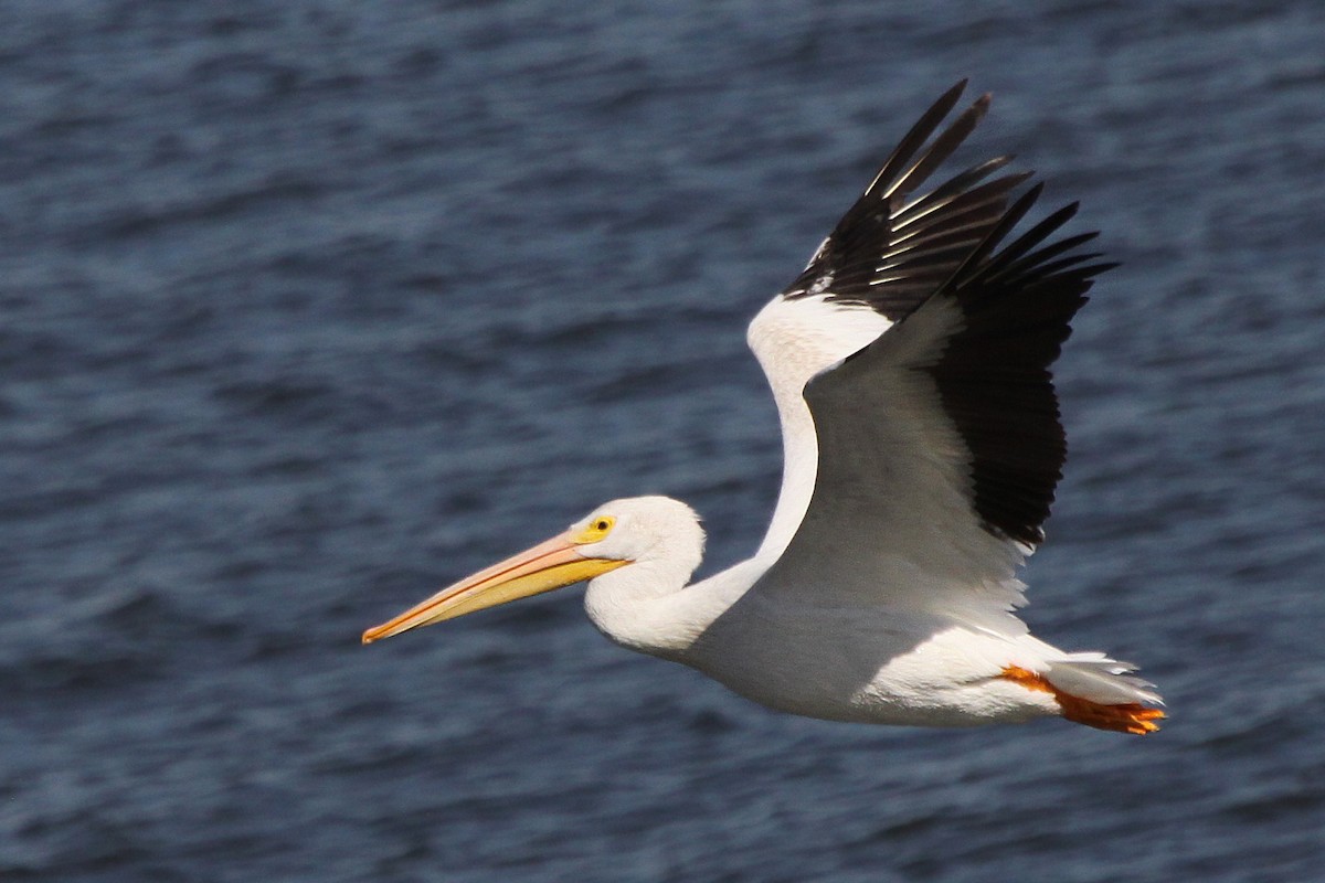 American White Pelican - ML35941511