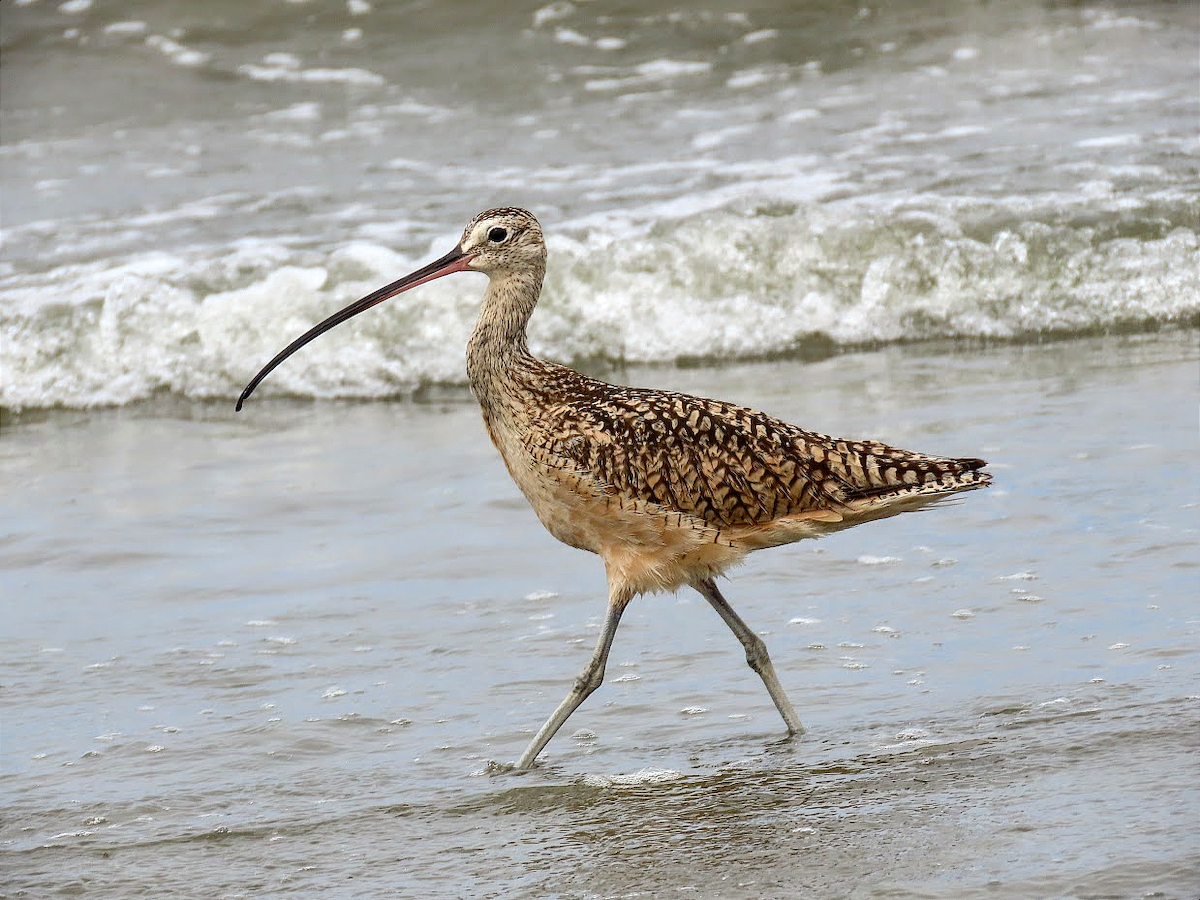 Long-billed Curlew - ML359415301