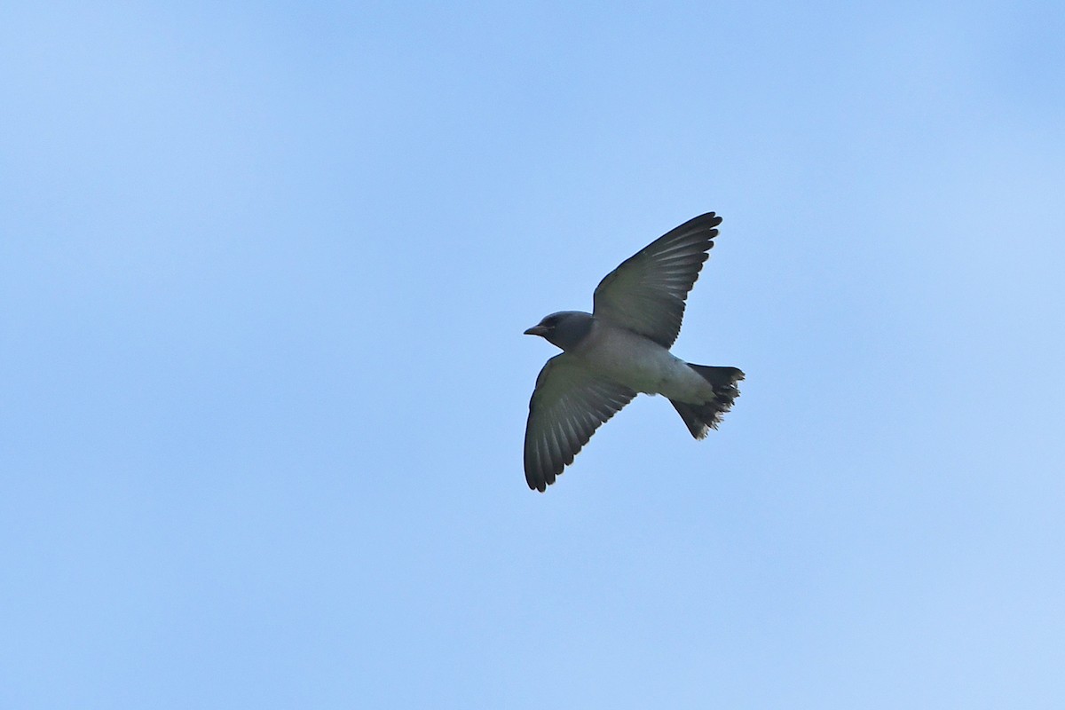 Ashy Woodswallow - ML359416031