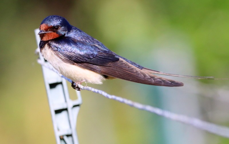 Barn Swallow - ML359416151