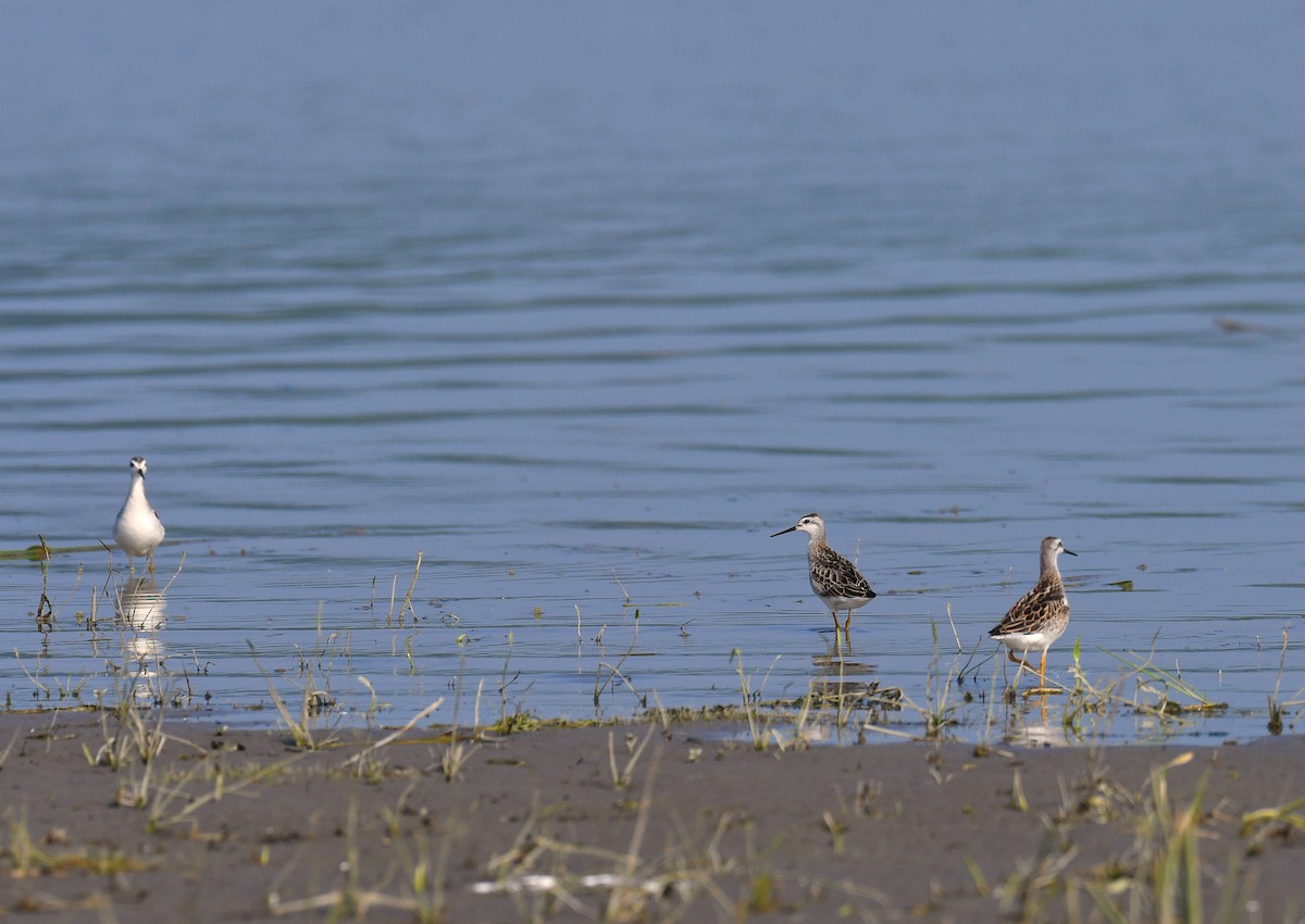 Phalarope de Wilson - ML359416191