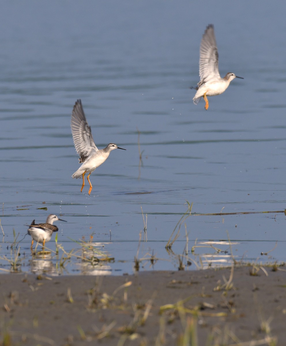 Wilson's Phalarope - ML359416201