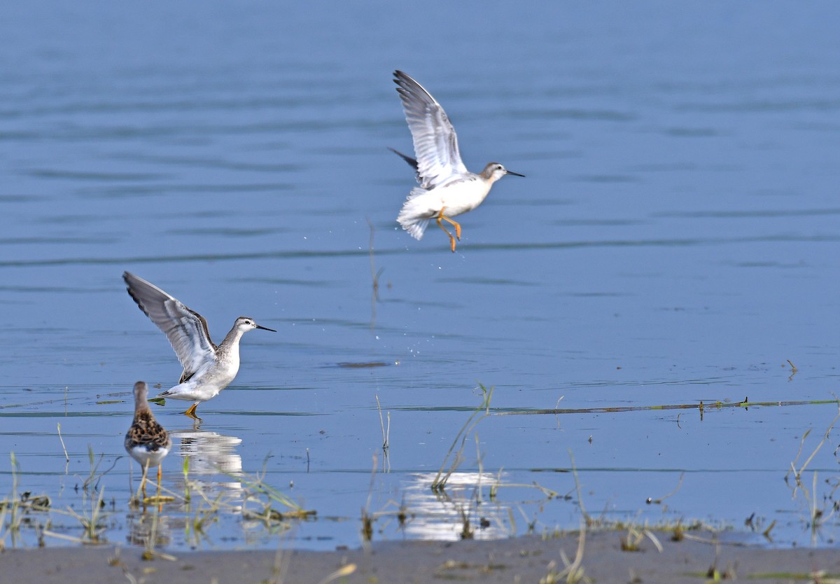 Wilson's Phalarope - ML359416291