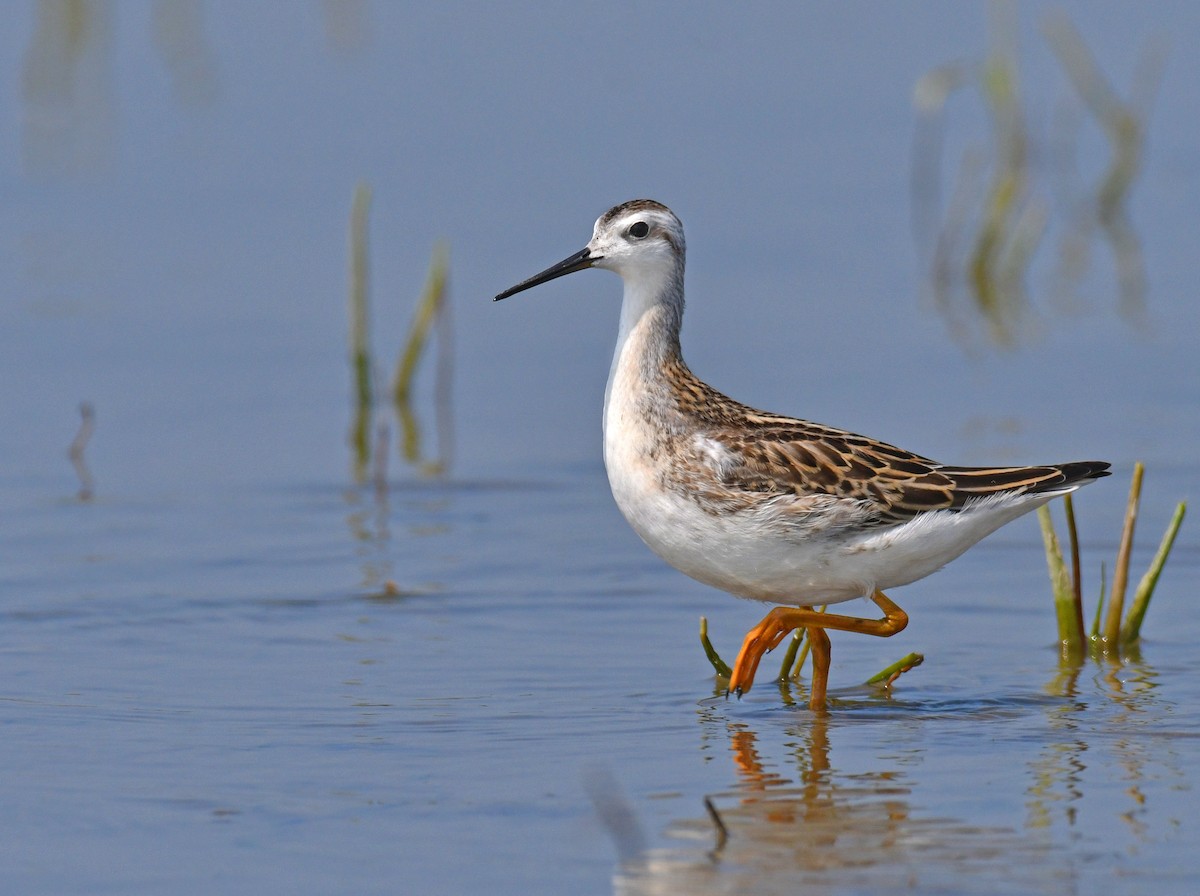 Phalarope de Wilson - ML359416301