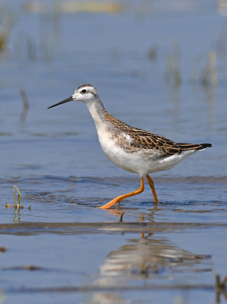 Phalarope de Wilson - ML359416311