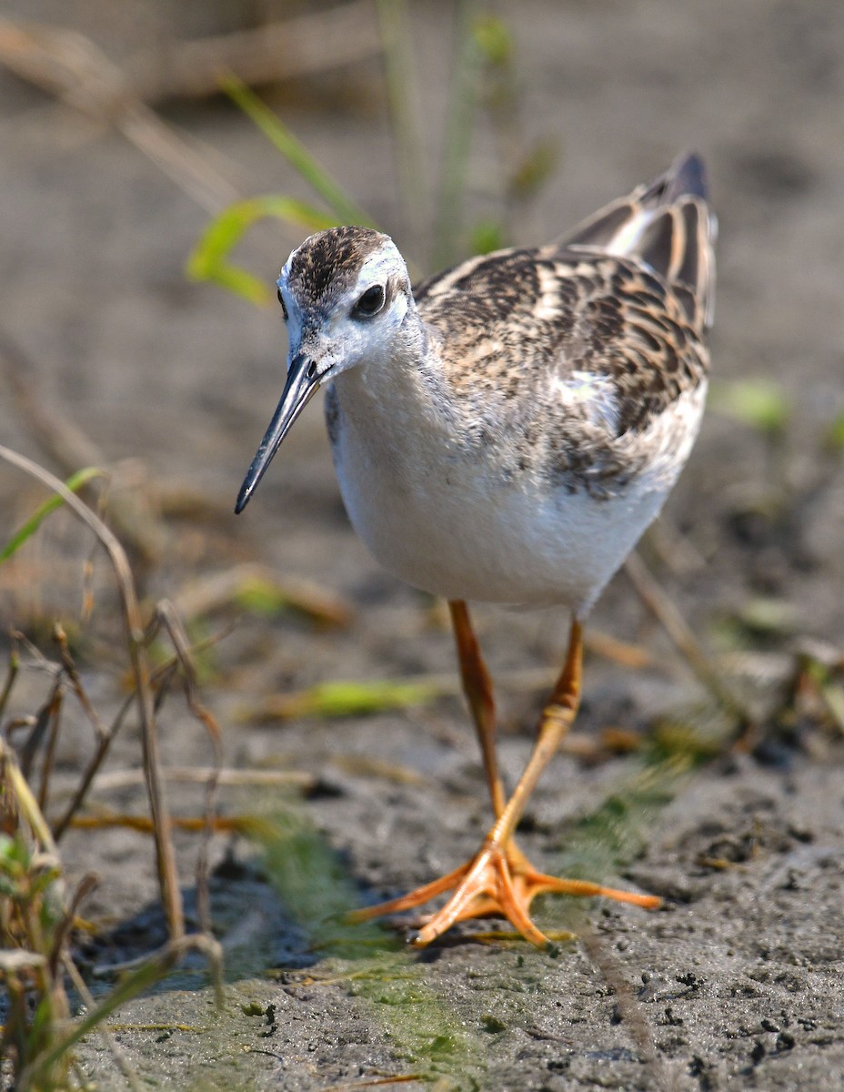 Wilson's Phalarope - ML359416391