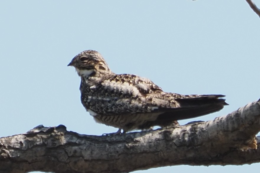 Common Nighthawk - John Doty