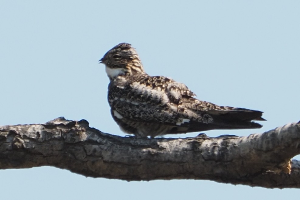 Common Nighthawk - John Doty