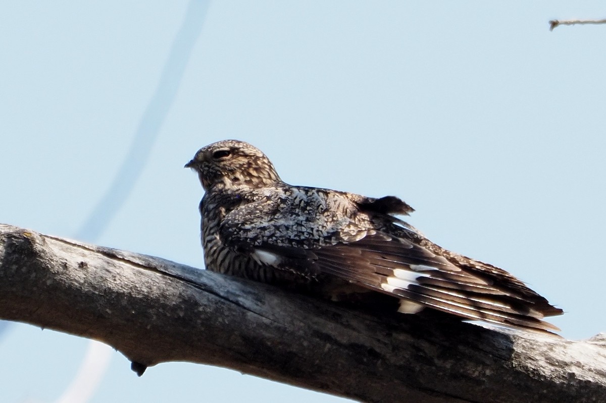 Common Nighthawk - ML359416821