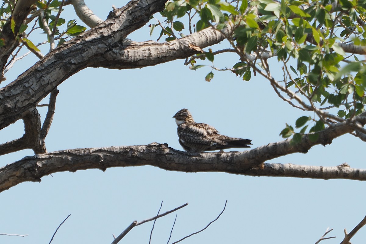 Common Nighthawk - ML359416841