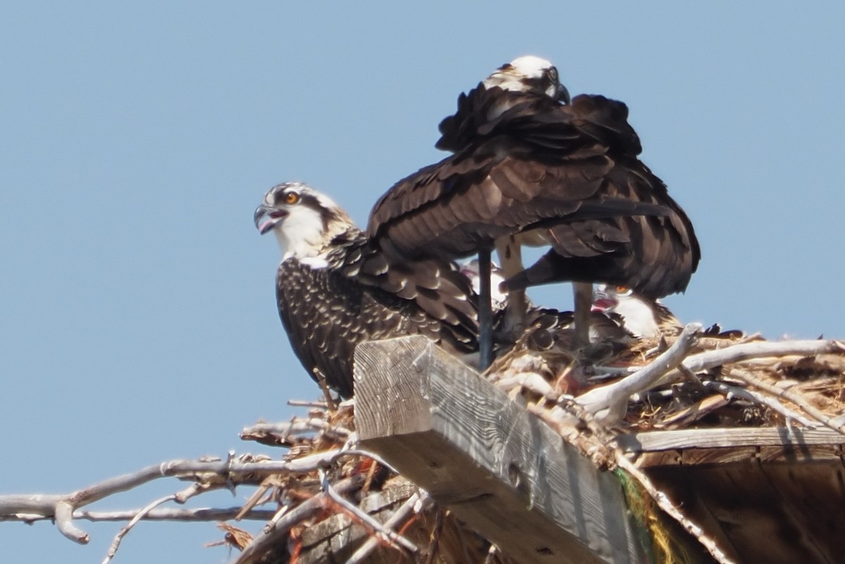 Osprey - ML359416871