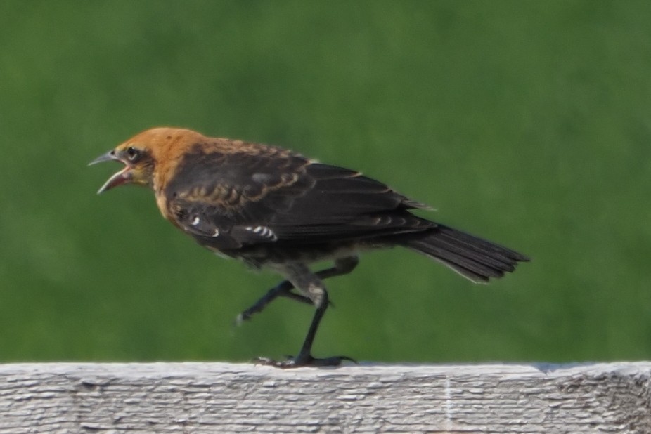 Yellow-headed Blackbird - John Doty