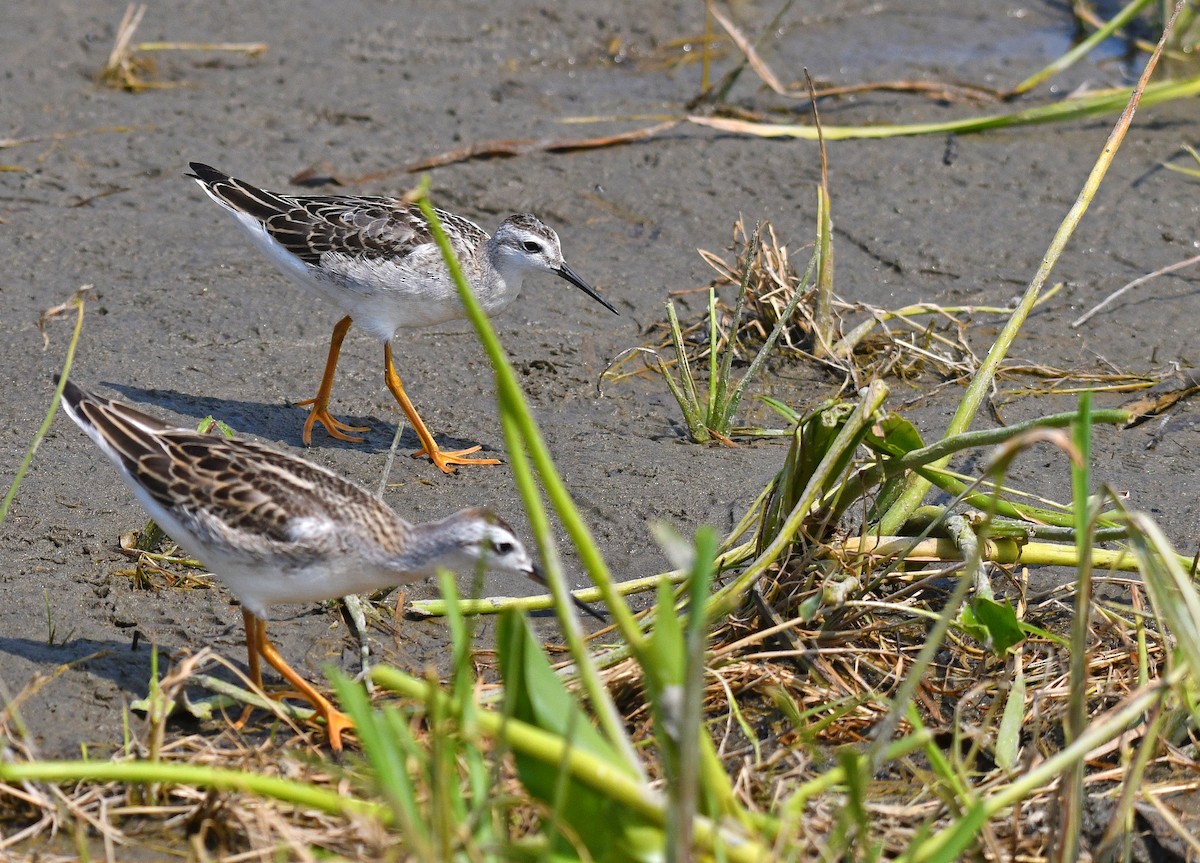 Wilson's Phalarope - ML359417671