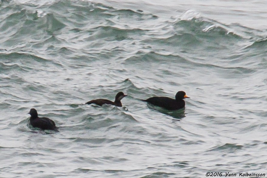 Black Scoter - ML35942001