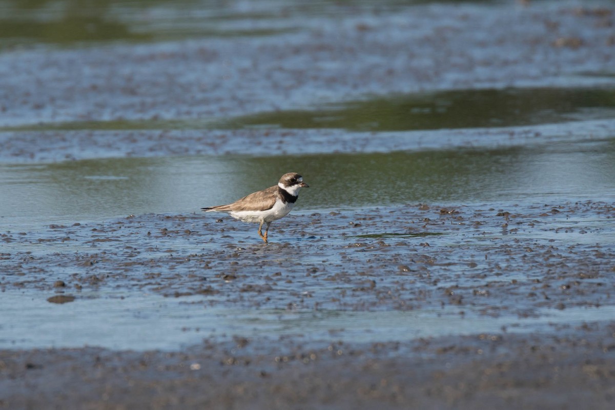 Semipalmated Plover - ML359420331