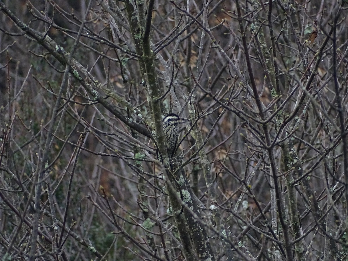 Striped Woodpecker - ML359421531