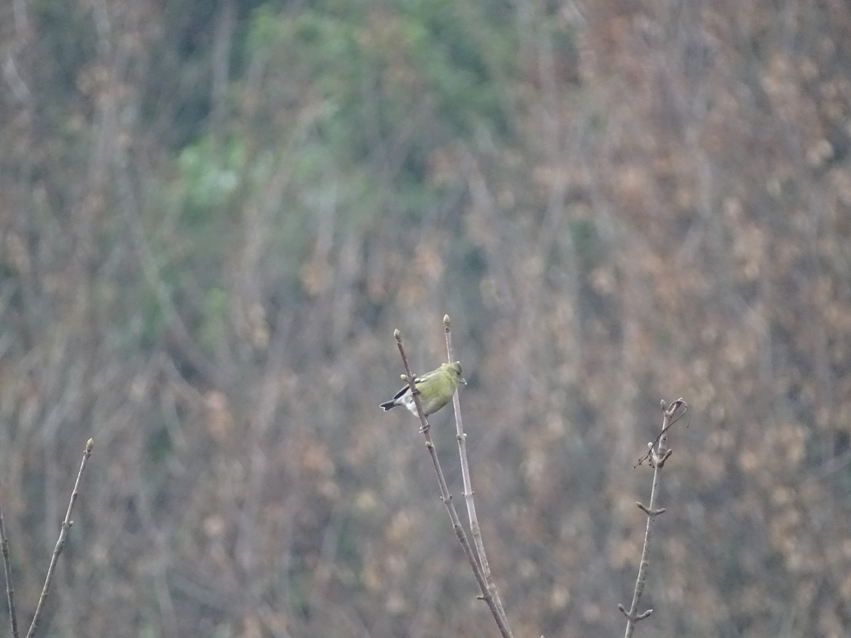 Black-chinned Siskin - ML359421641