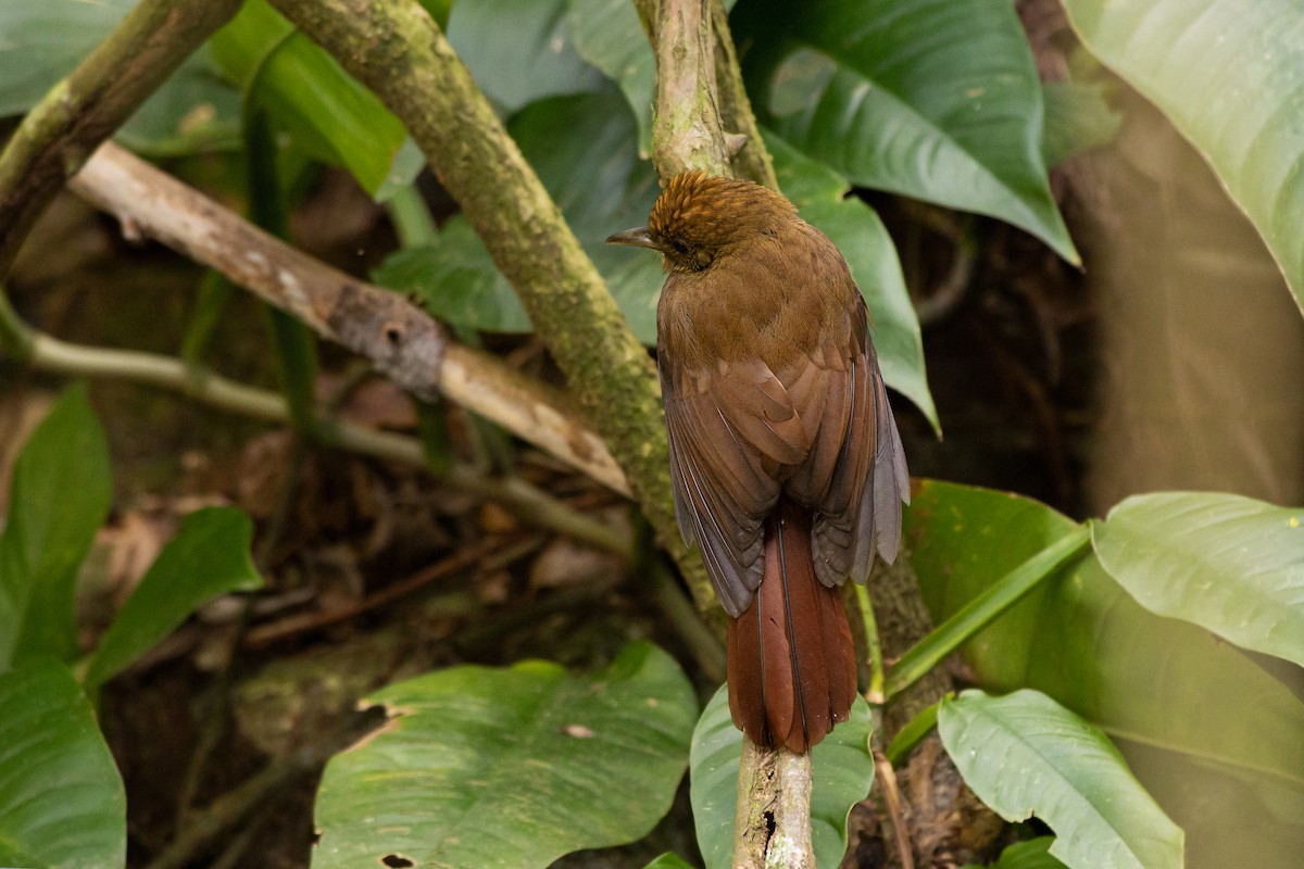 Plain-winged Woodcreeper (Plain-winged) - ML359424341