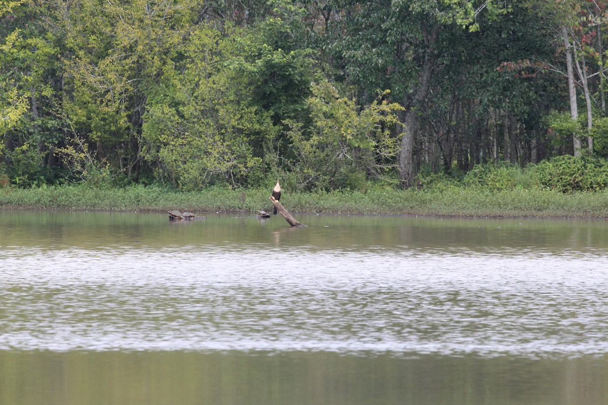 Anhinga - ML359426601