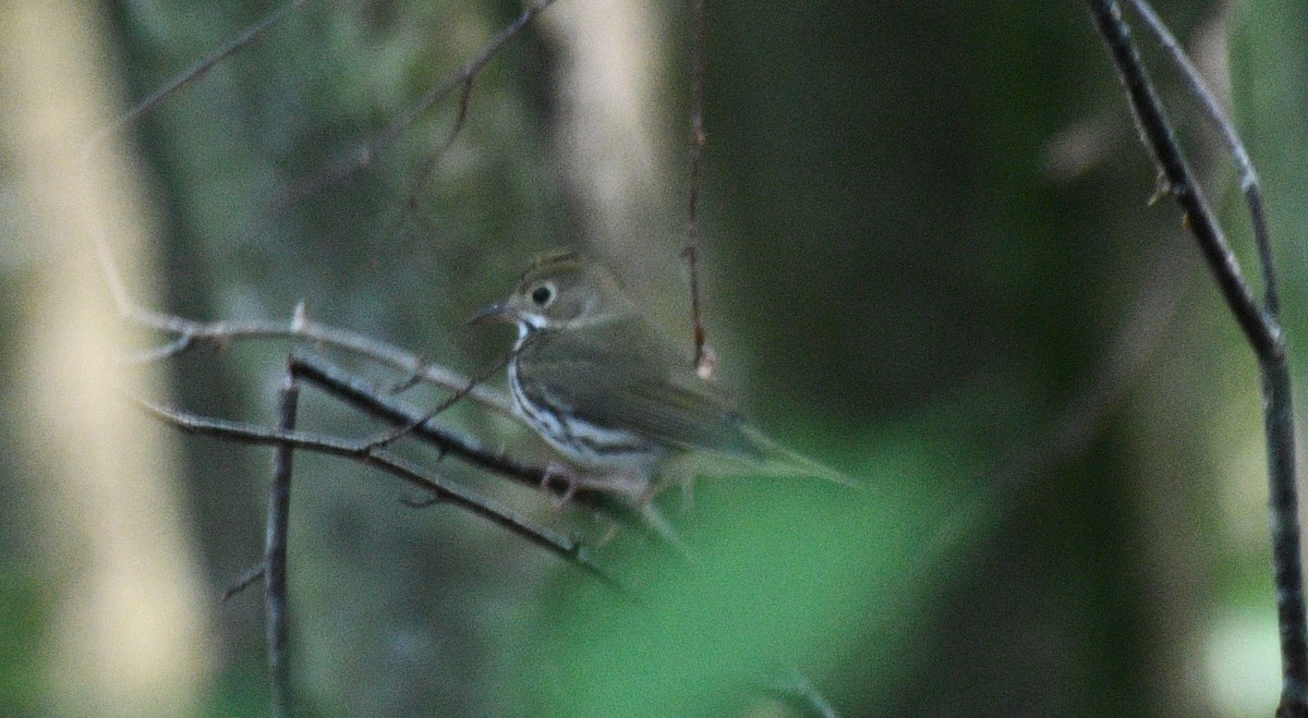 Ovenbird - ML359427061