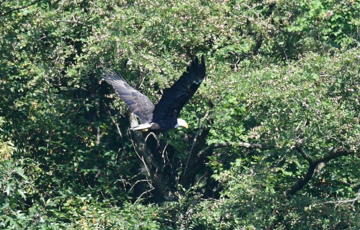 Bald Eagle - ML359427491