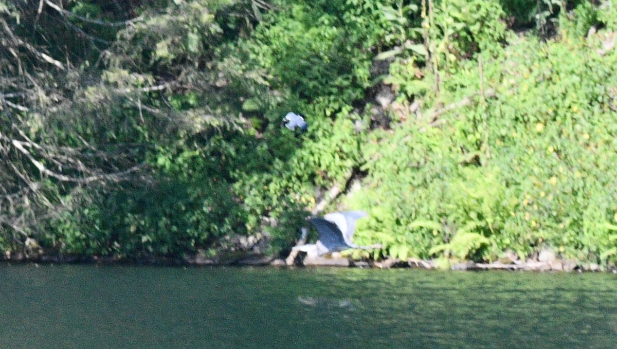 Great Blue Heron - ML359427531