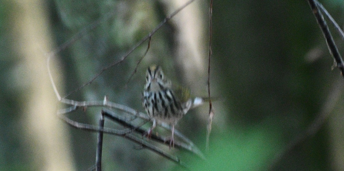 Ovenbird - ML359427561