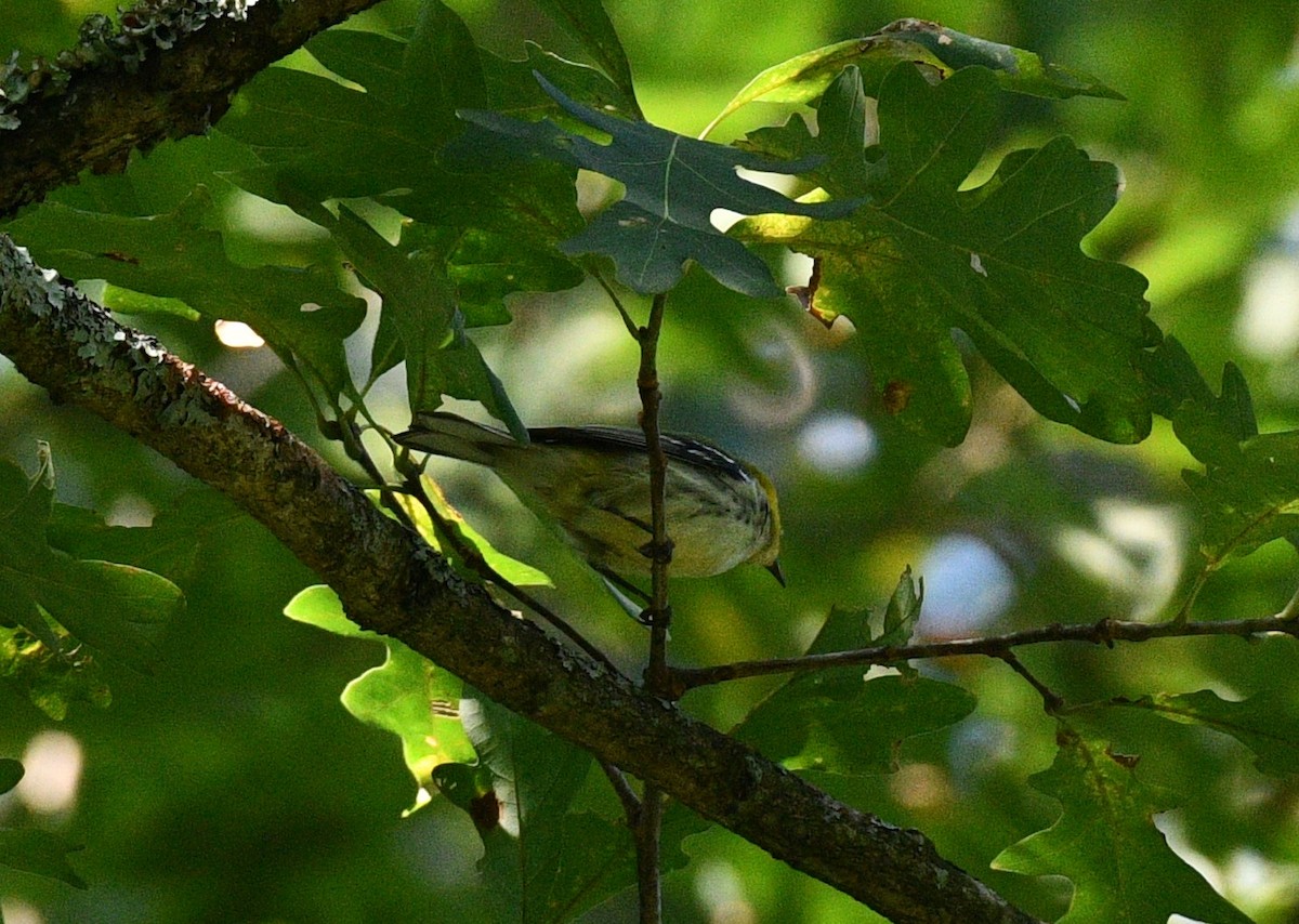 Black-throated Green Warbler - ML359427861