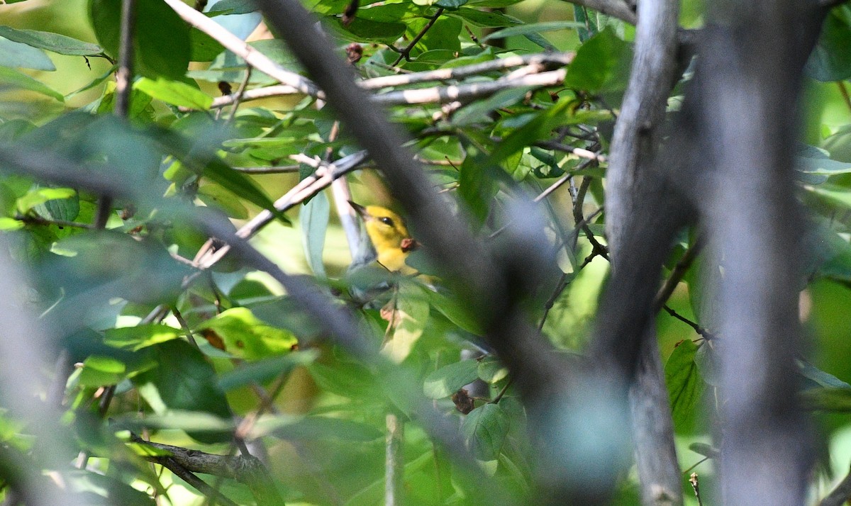 Black-throated Green Warbler - ML359427871