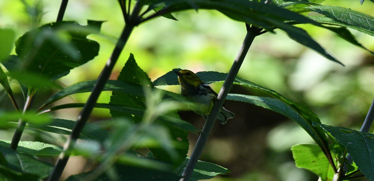 Black-throated Green Warbler - ML359427881