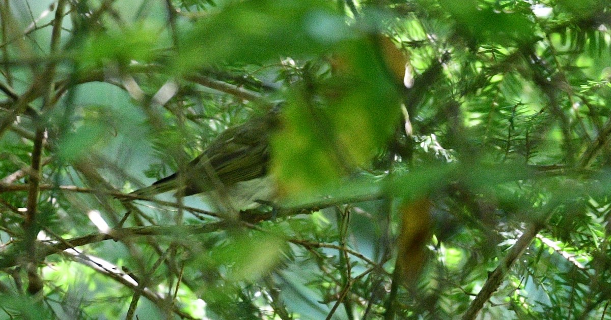 Red-eyed Vireo - ML359427891