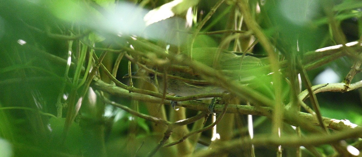 Red-eyed Vireo - ML359427901