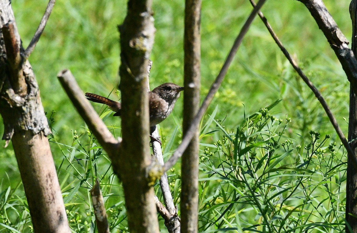 Northern House Wren - ML359427931