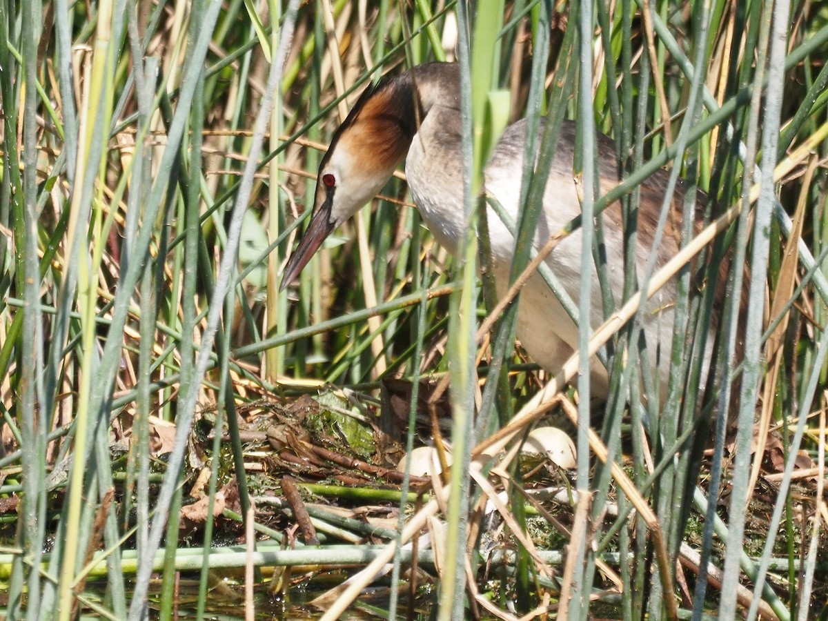 Great Crested Grebe - ML359427941